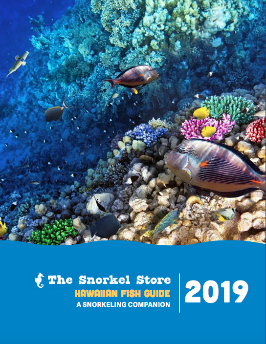 the snorkel store fish guide The Snorkel Store